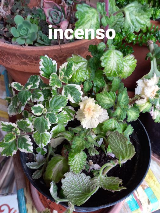Plantas de incenso (bastardo),  mirra e ouro