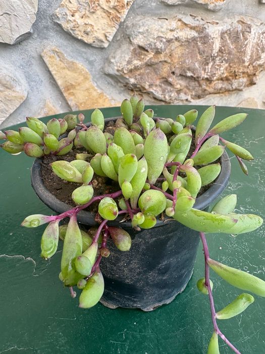 Suculentas Sedum ,Othonna capensis,,Crassula Muscosa, Aeonium, Aptenia cordifolia 1€