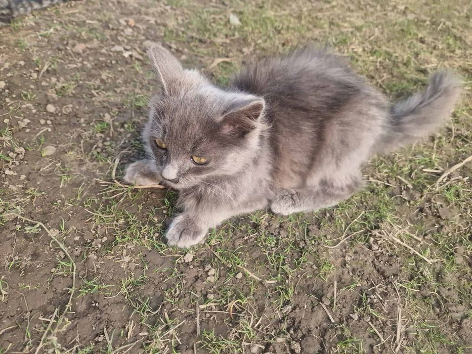 Котики в добрі руки