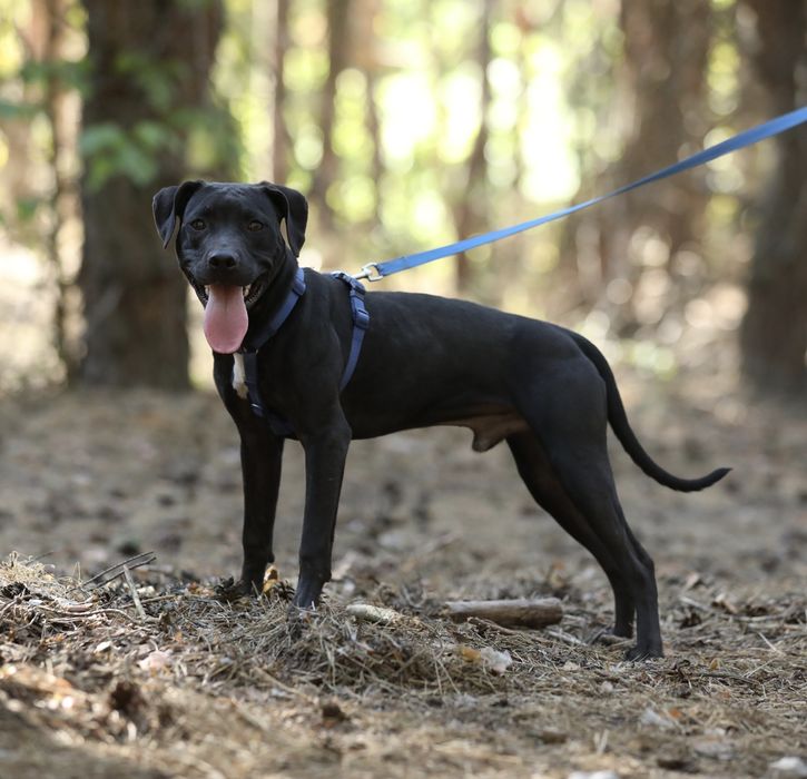 Американський пітбультер'єр.Пітбуль. Pitbull