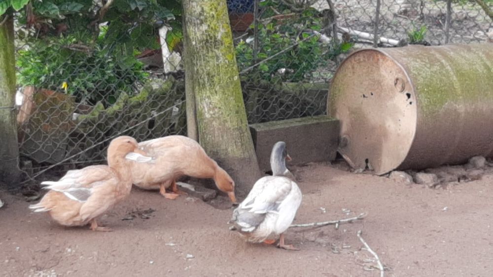 OVOS Patos ROUEN SAXONY