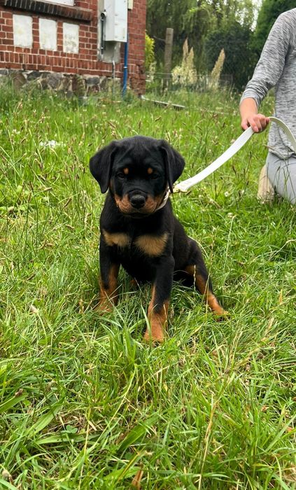 Rottweiler szczenię FCI ZKwP szczeniak pies suczka sukaTOP Niegosławice ...