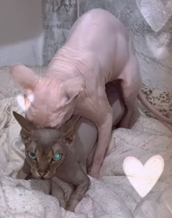Шикарный разноглазый мальчик Канадского Сфинкса приглашает Дам в гости