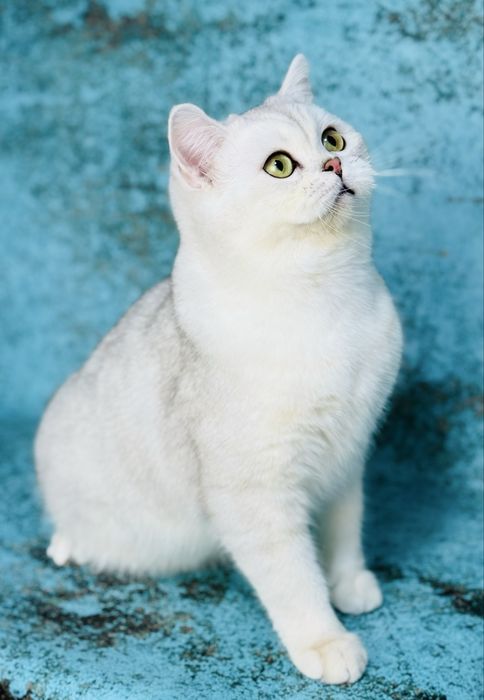 Шотландський котик срібна шиншила