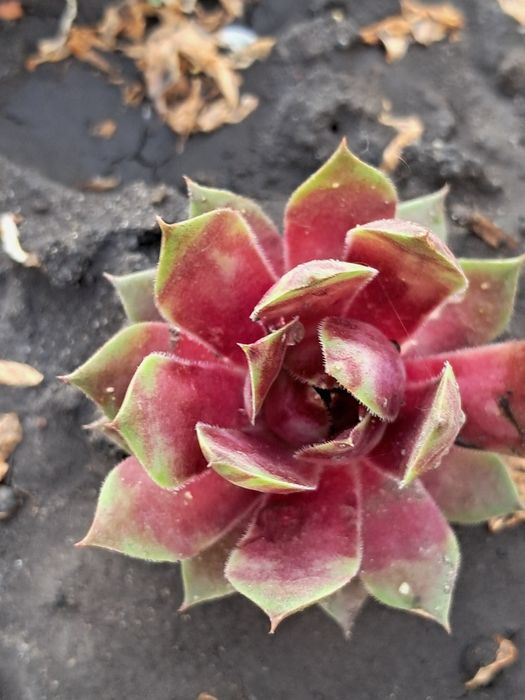 Молодило,або кам'яні Троянди маю велику колекцію.