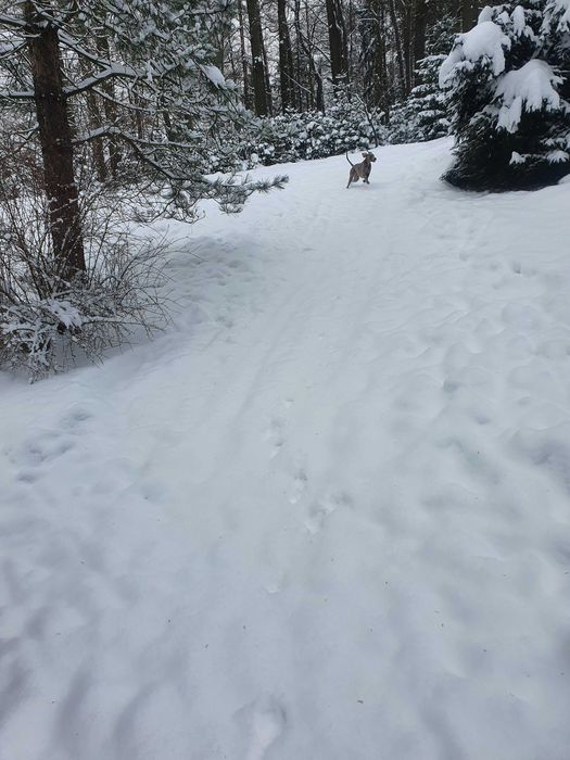 Karpacz ok.duże pokoje z balkonem ogród górka na sanki