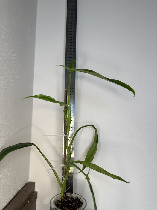 Філодендрон  Philodendron  Holtonianum
