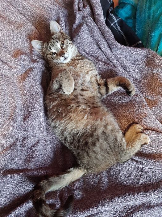 Oddam 2 letnią kotkę w dobre ręce