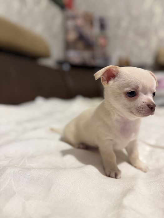 Продам чихуашок..