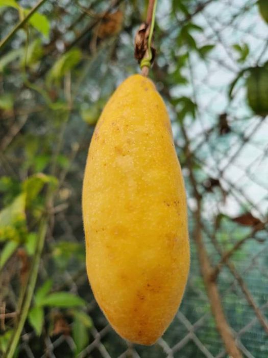 Plantas de Maracujá Azul « Passiflora » Híbrido .
