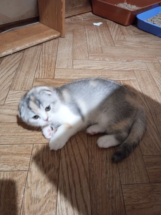 Продам вислоухую принцессу.