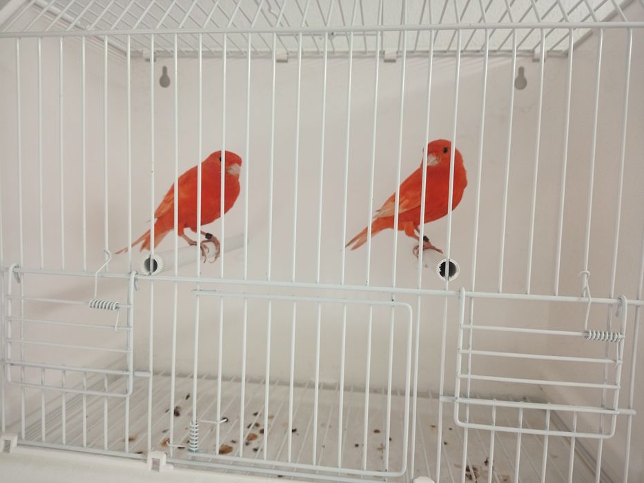 Kanarek kanarki czerwone 2025
