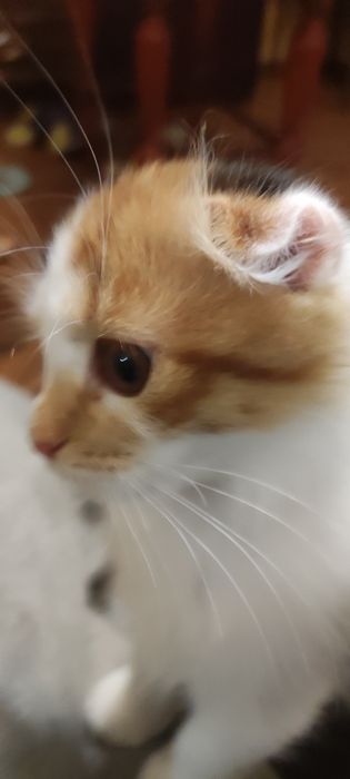 Шотландські дівчатка