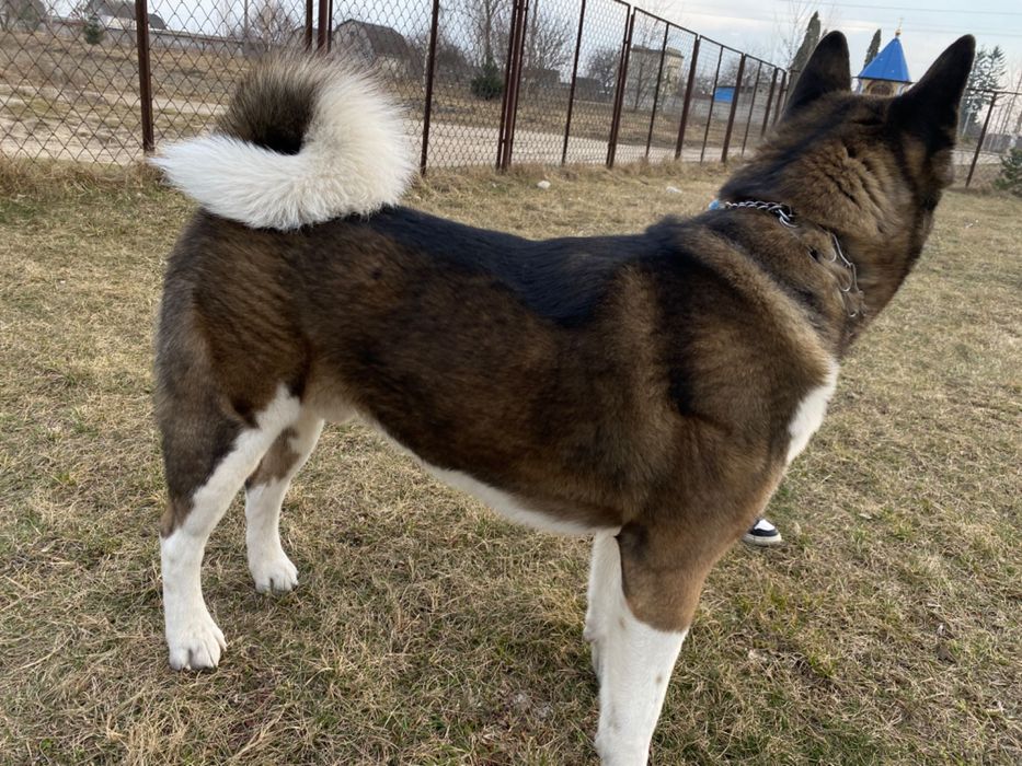 Вʼязка  американська акіта