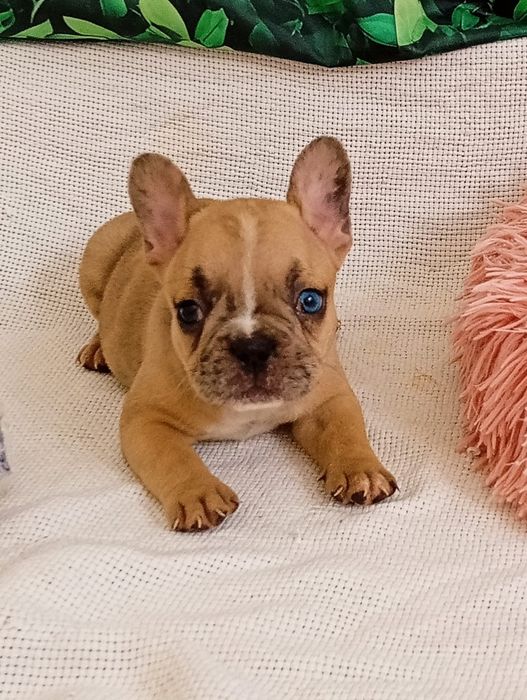 Bulldog francês fanw