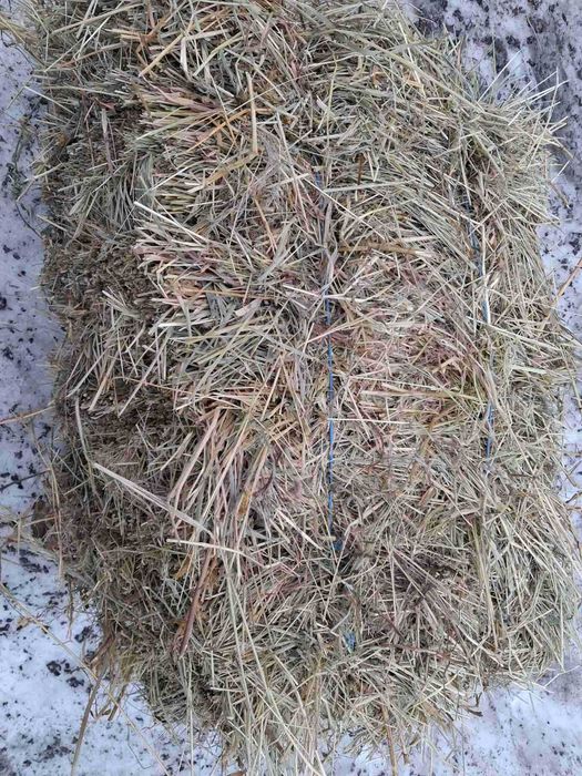 Сіно у тюках 2025 року