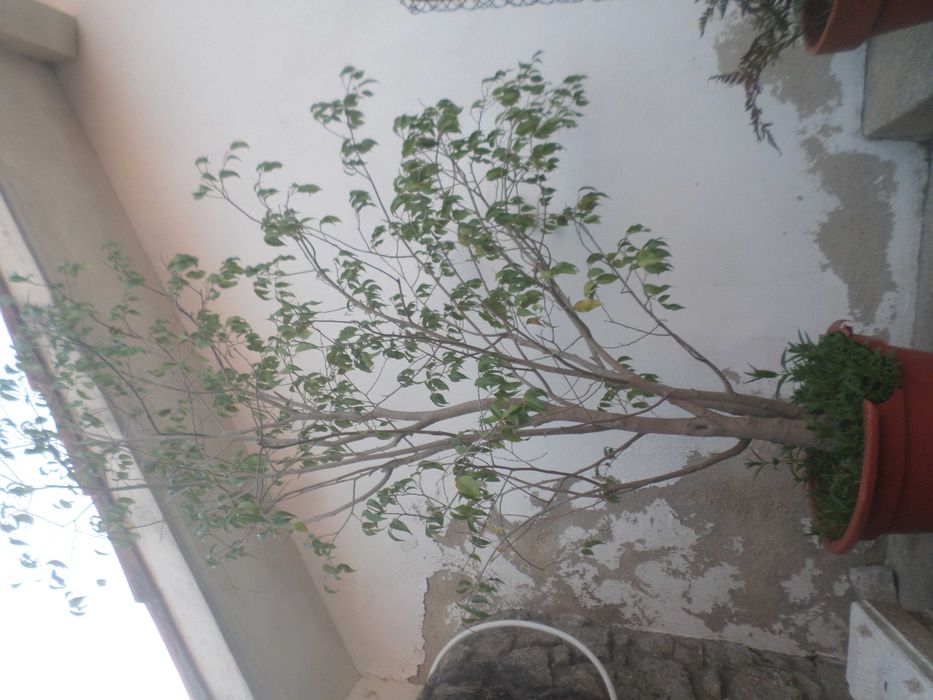 Ficcus benjamim em vaso plastico   +/- 1.90cm