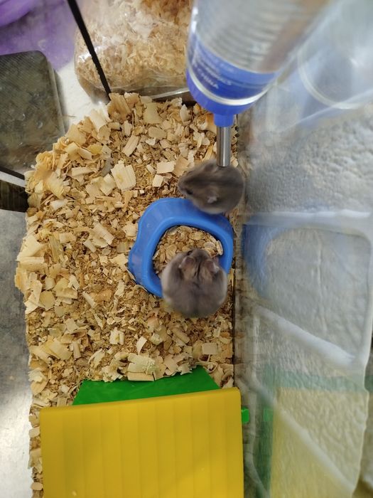 Джунгарики хомячки джунгарские