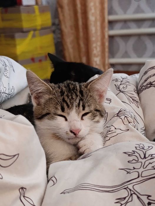 Отдаю даром хороших котят