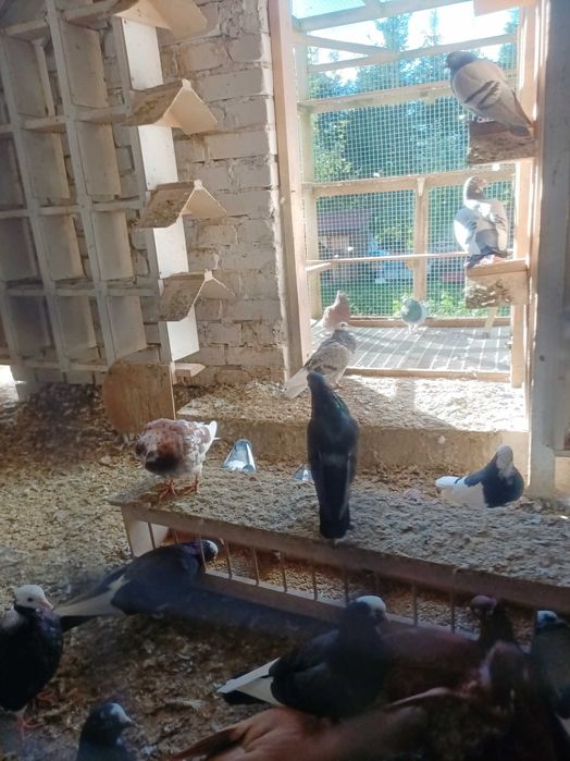 Tipler tiplery angielskie