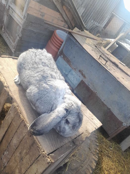 Кролі Термонець і Французький баран(різних окрасів)