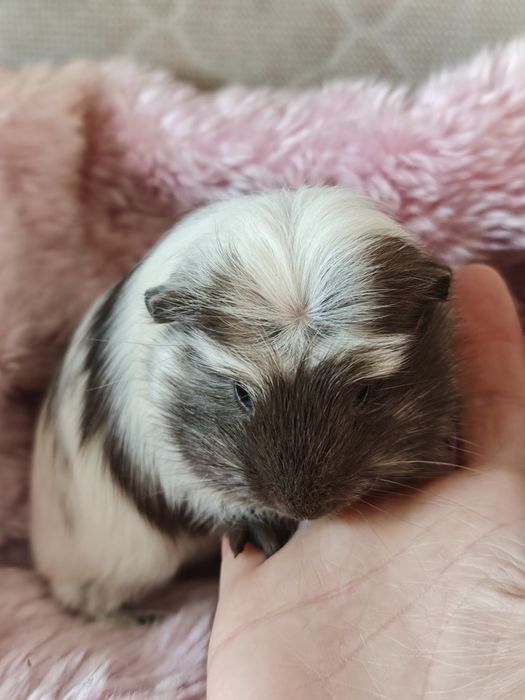 Świnka morska samica Magpie