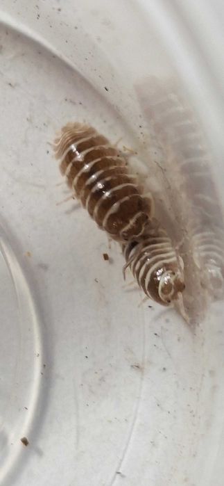 Isopody Armadillidium maculatum-wyprzedaż