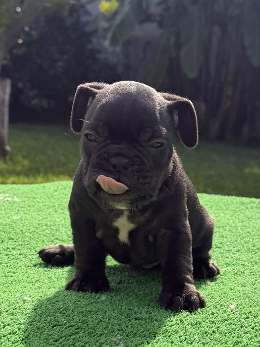 Bulldog frances Menina