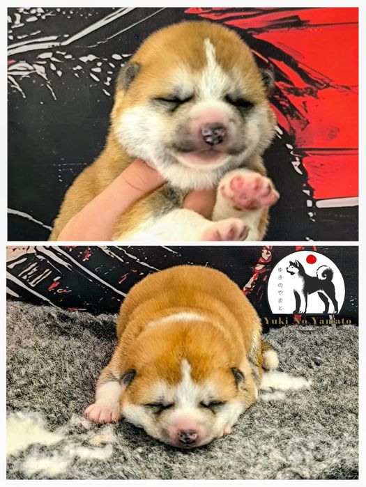 Akita Inu japońska ZKwP/FCI