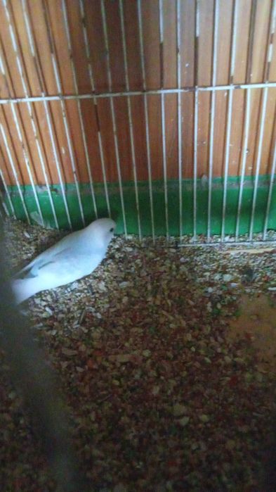 Mandarins/Piriquitos Aves todas de 2025 anilhadas