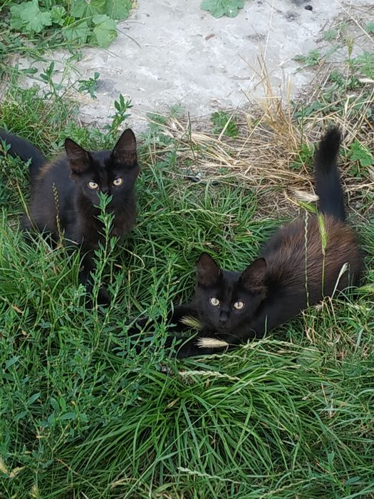 Два кошиня , два хлопчика