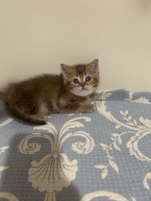 Шотландські котики кошенятя котята