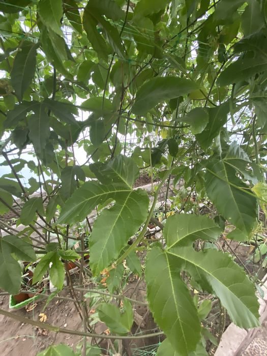 Маракуйя свіжі зрізи та велика рослина