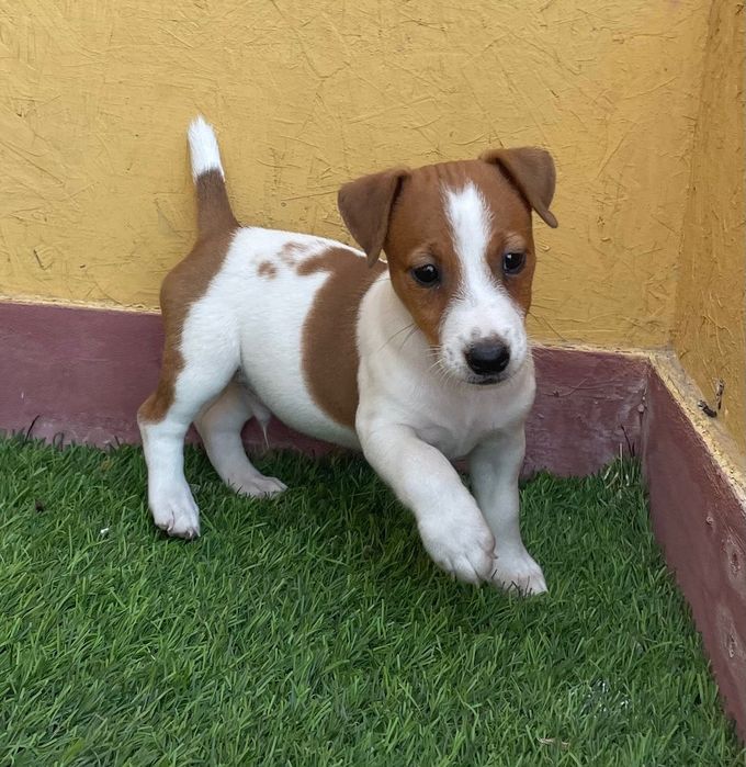 Macho Jack Russell