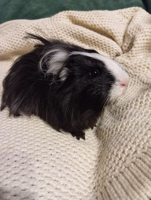 Świnka morska - samczyk