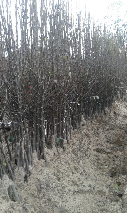 Саджанці  яблуні груші персика черешні сливи лохини фундука горіха