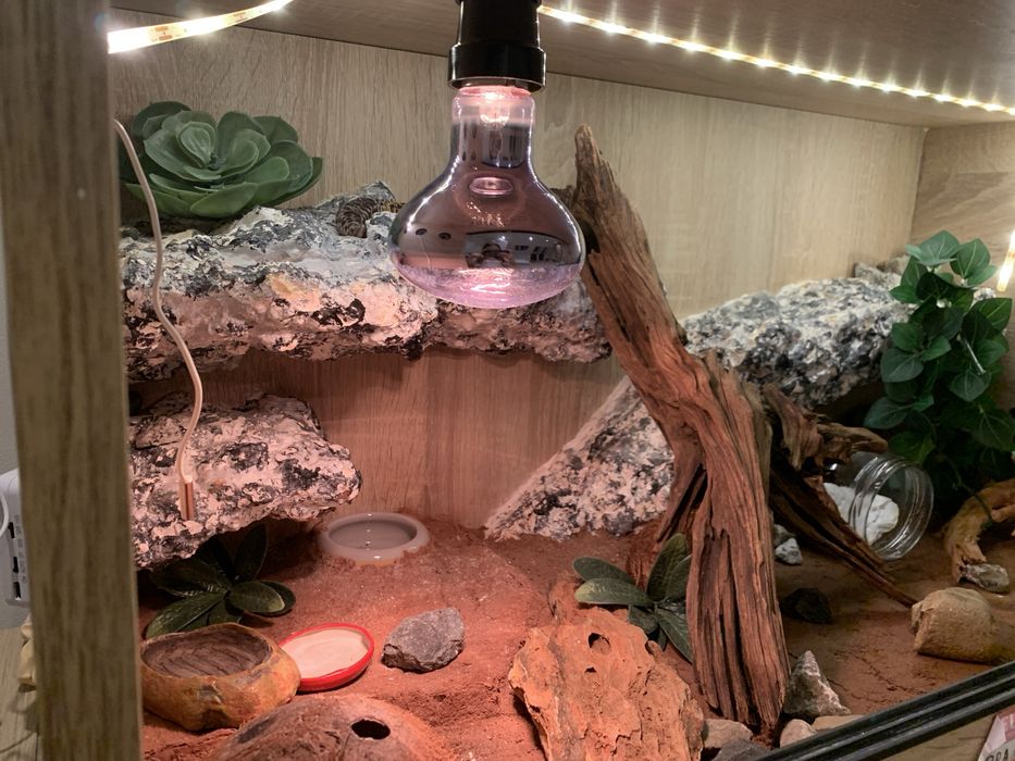 Terrarium + dwie gekony lamparci