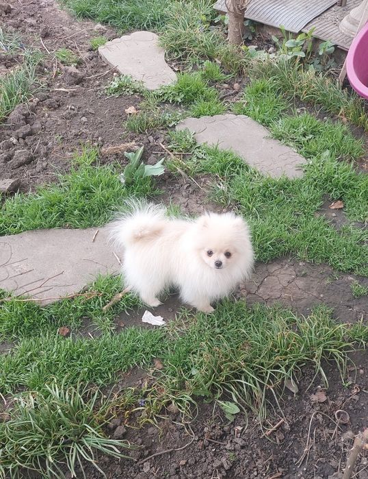 Комочек счастья!