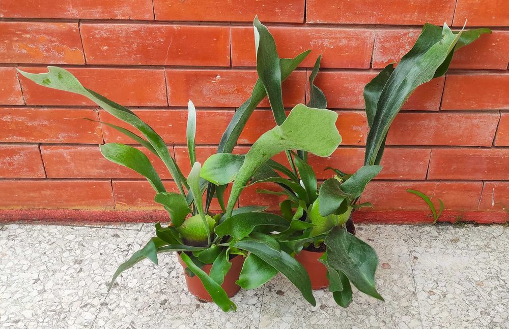 Chifre-de-veado - planta em vaso