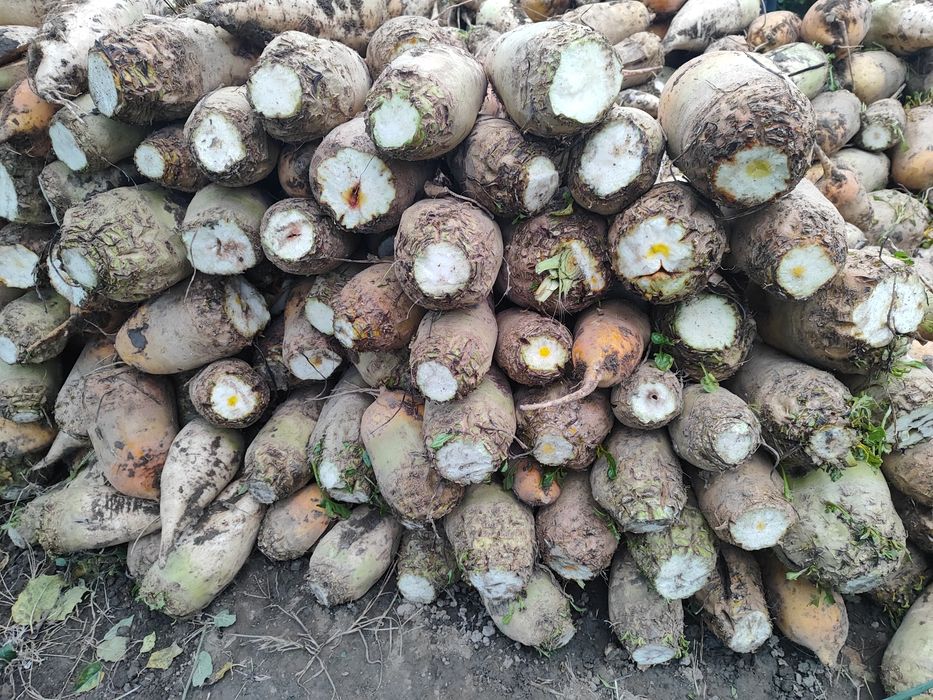 Буряк кормовий звичайний