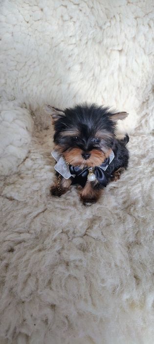 Yorkshire Terrier piesek mini mini