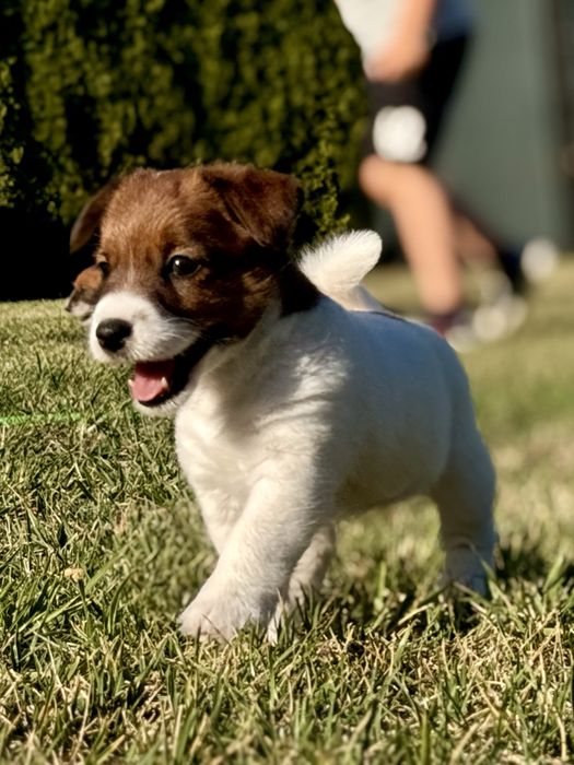 Jack Russell Terrier FCI ZKwP