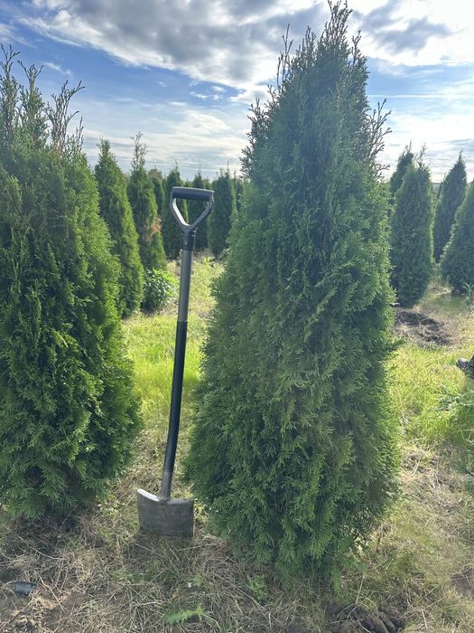 Thuja Smaragd 1,6m  >Gęsta< tuja żywopłot żywotnik