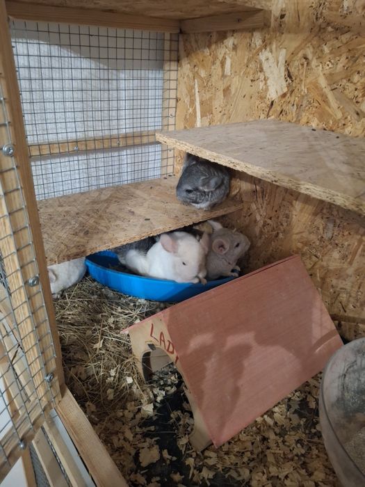 szynszyle różnego koloru