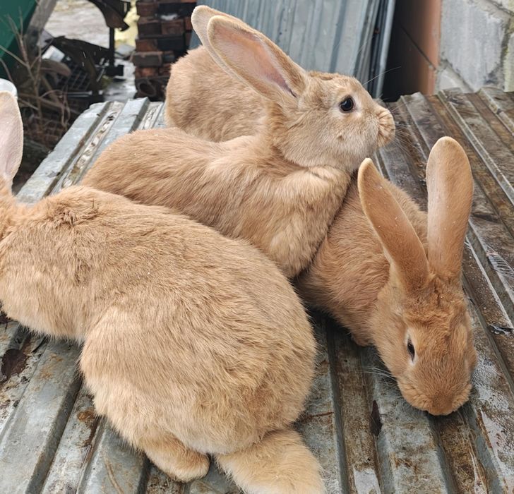 Króliki burgundzkie - samce