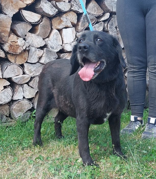 Negra sunia do adopcji