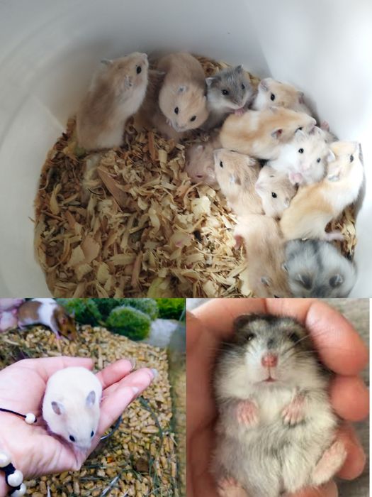 тирса (опилки) какос наповнювач для гризунів і для квітів