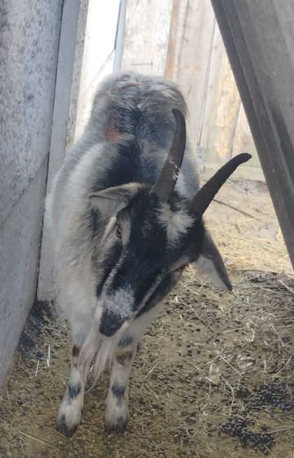 Продам коз Зоонинские