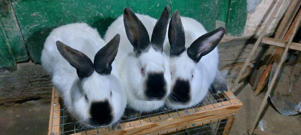 Кролі кролики на плем'я