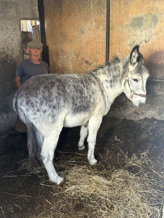 Burro Forte e Manso
